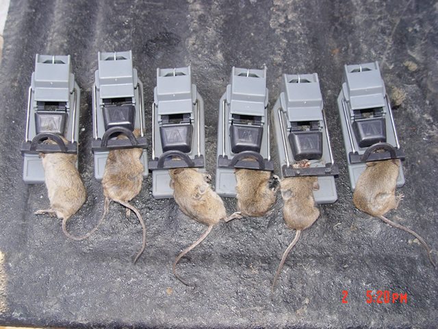 dead mice in traps